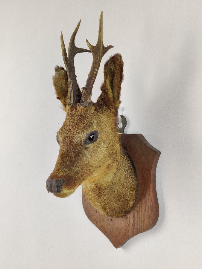 Roe Deer Taxidermy