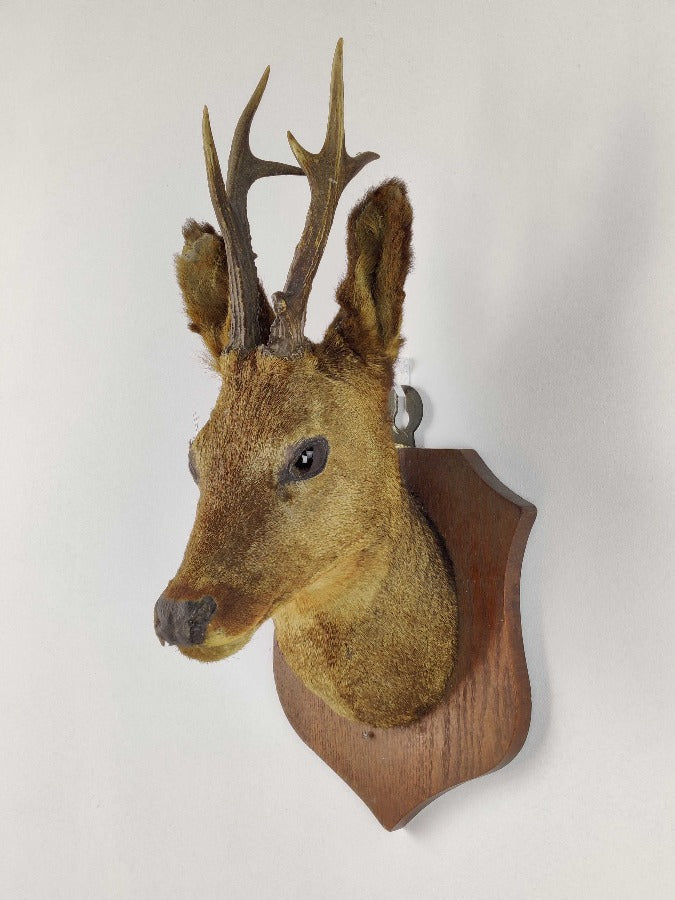 Roe deer taxidermy