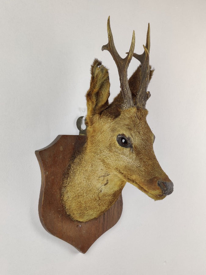 Roe Deer Taxidermy